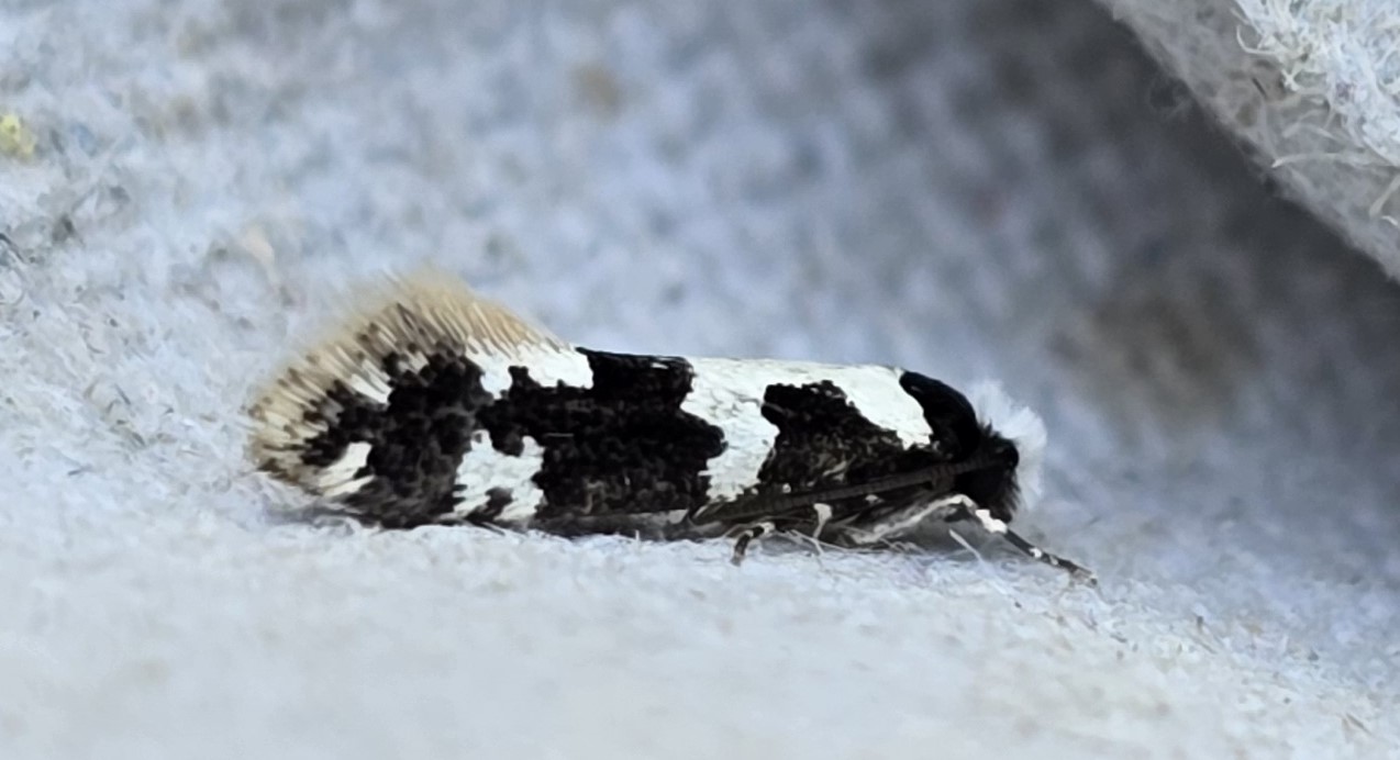 Photo of Neurothaumasia ankerella